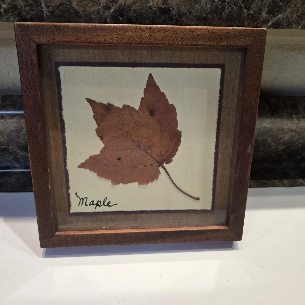 2001 Pressed Red Maple Leaf Framed Wall Art Nature Decor Handmade Botanical‎ 8x8